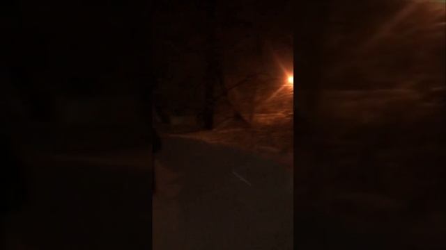 #прогулкассобаками