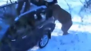 🔴 МЕДВЕДЬ НАПАЛ НА ЛЮДЕЙ , ПРОДИЛ В ПОИСКАХ ЕДЫ И РАСПОТРОШИЛ МАШИНУ  , ЛЮДИ В ШОКЕ