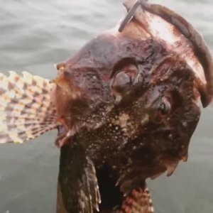 Балтийский морской черт