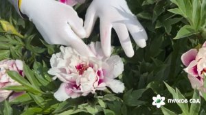 Cora Louise peony. Кора Луиза пион. Пулков сад