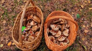 ГРИБЫ, ОСЕНЬ 2024 !!! И ГРИБОЧКИ, И ОТДЫХ НА РЕЧКЕ !!!