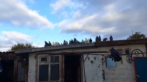 02.11.2022 в гостях у дяди Вовы приехали посмотреть голубей 🕊️🕊️🇷🇺🇷🇺