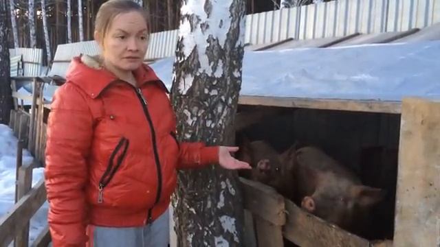 Содержание свиней зимой/жизнь в деревне