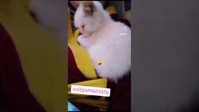 Поработаем? Неее.Поспим ещё?!😅