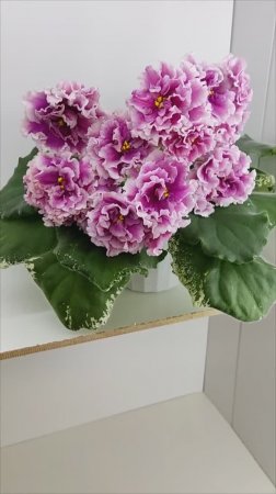 Фиалка ВаТ-Агат Розовый