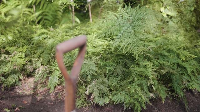 Saving the Tree Ferns | Edinburgh Biomes