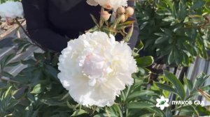 Памяти Академика Цицина пион. Пулков сад