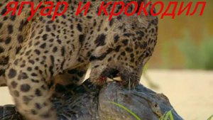 Бой крокодила и ягуара.