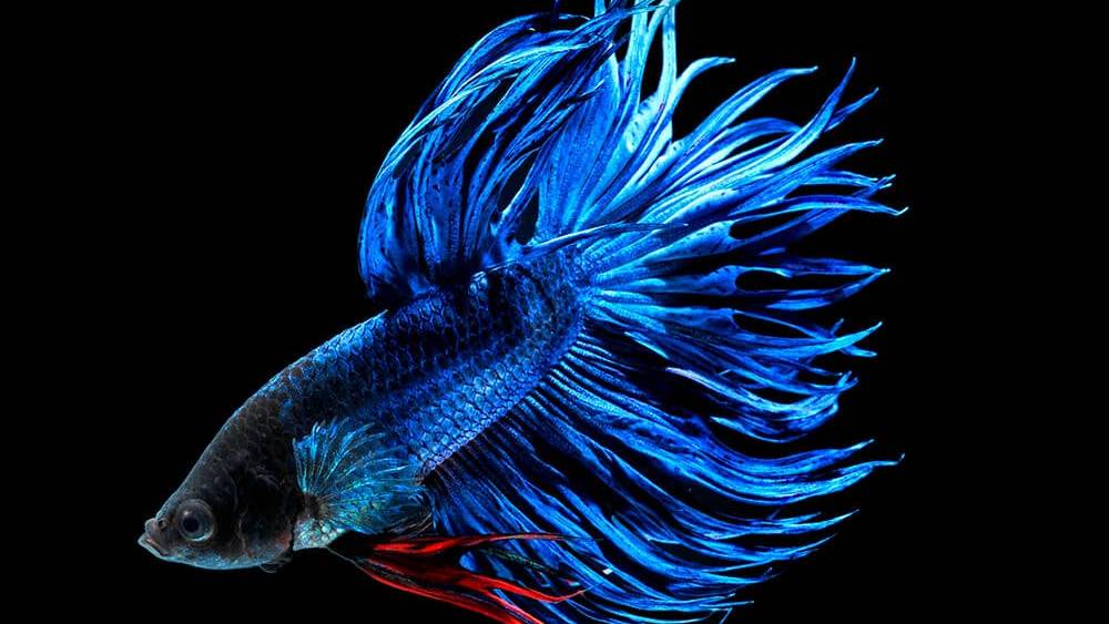 Рыбка ПЕТУШОК Производители Содержание Разведение Часть 3 смотреть онлайн