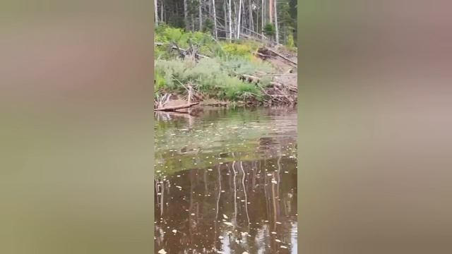 fishing природа щука nature рыбалка