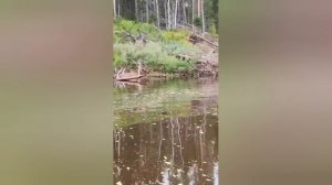 #fishing #природа #щука #nature #рыбалка