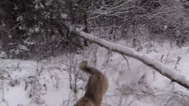 Охота с западно-сибирскими лайками 2 серия