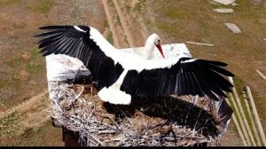 Белый аист - птица приносящая счастье поселилась в Приморске