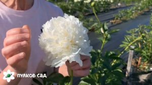 Bridal gown peony. Брайдл гаун пион. Пулков сад