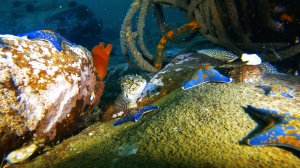 Дайвинг в приморье. Первый деко дайв. Интересные находки под водойательность 01