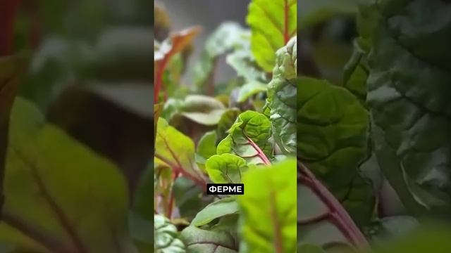 Шпинат, базилик, салат – всё это выращивают на сити-ферме в Салехарде #новости #янао смотреть онлайн