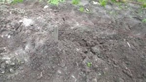 Виноград. уложили лозы
готовимся к зиме