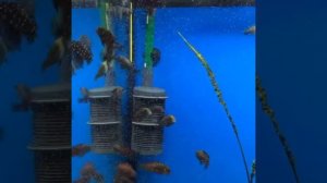 Кормление Трофеусов мороженым циклопом