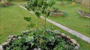 Испытание Плазменной электрогрядки 2021 год