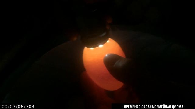 Продолжаем инкубацию наших бройлеров  РОСС308  Взяли яйцо у поставщика, а половина яиц пустые