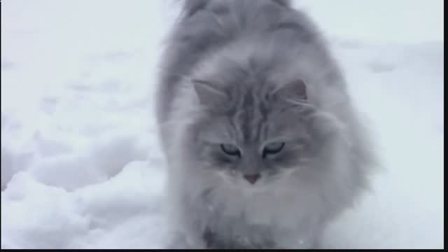 Зимняя