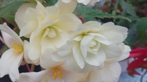 Бегония Белина Ванилла (Begonia Belina Vanilla)
