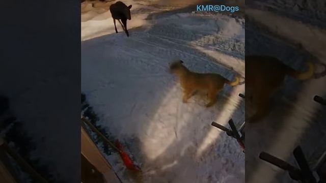 Потом как-нибудь тебя защищу, когда кто-то поменьше придёт😰😂 ( видео про собак )