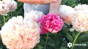 Mary Jo Legare peony. Мэри Джо Легар пион, продолжение цветения  Пулков сад (2022 г)