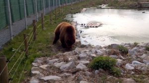 Медведь раскапывает муравейник