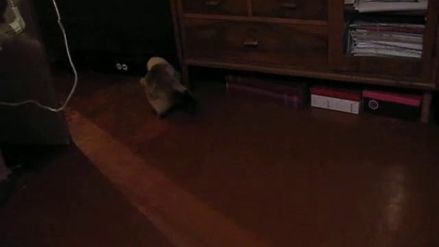 кошка - футболист)) смотреть онлайн