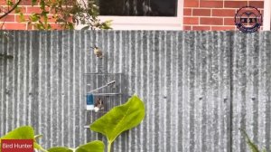 How to catch a goldfinch? Bird Cage Trap #birdtrap #trap #goldfinch #goldfinches #passaros #trap