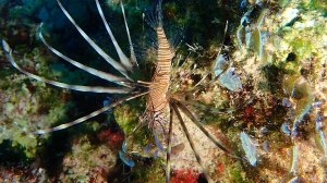 ДАЙВИНГ В КАНЬОНЕ ПРОТАРАСА КИПР
Canyon Dive  Protaras Cyprus