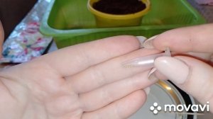 22.01.2023г.Посев петуний.