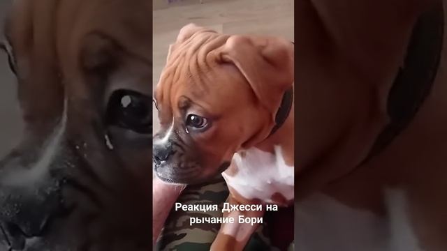 Реакция Джесси на Борю  #животные #собака