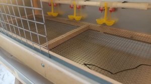 Брудер для цыплят Уют 120 max