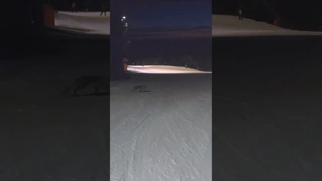 Встреча с лисой во время ночного катания на Копаонике