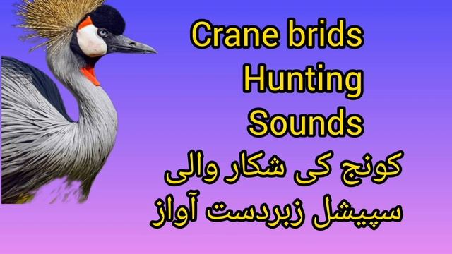 Crane brids hunting sounds #crane