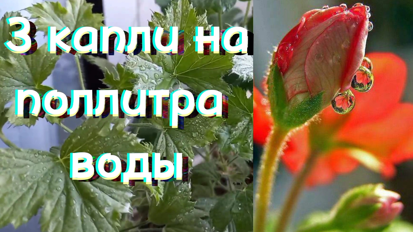 Листья пеларгонии будут зелёные всю зиму. 
#комнатноецветоводство
