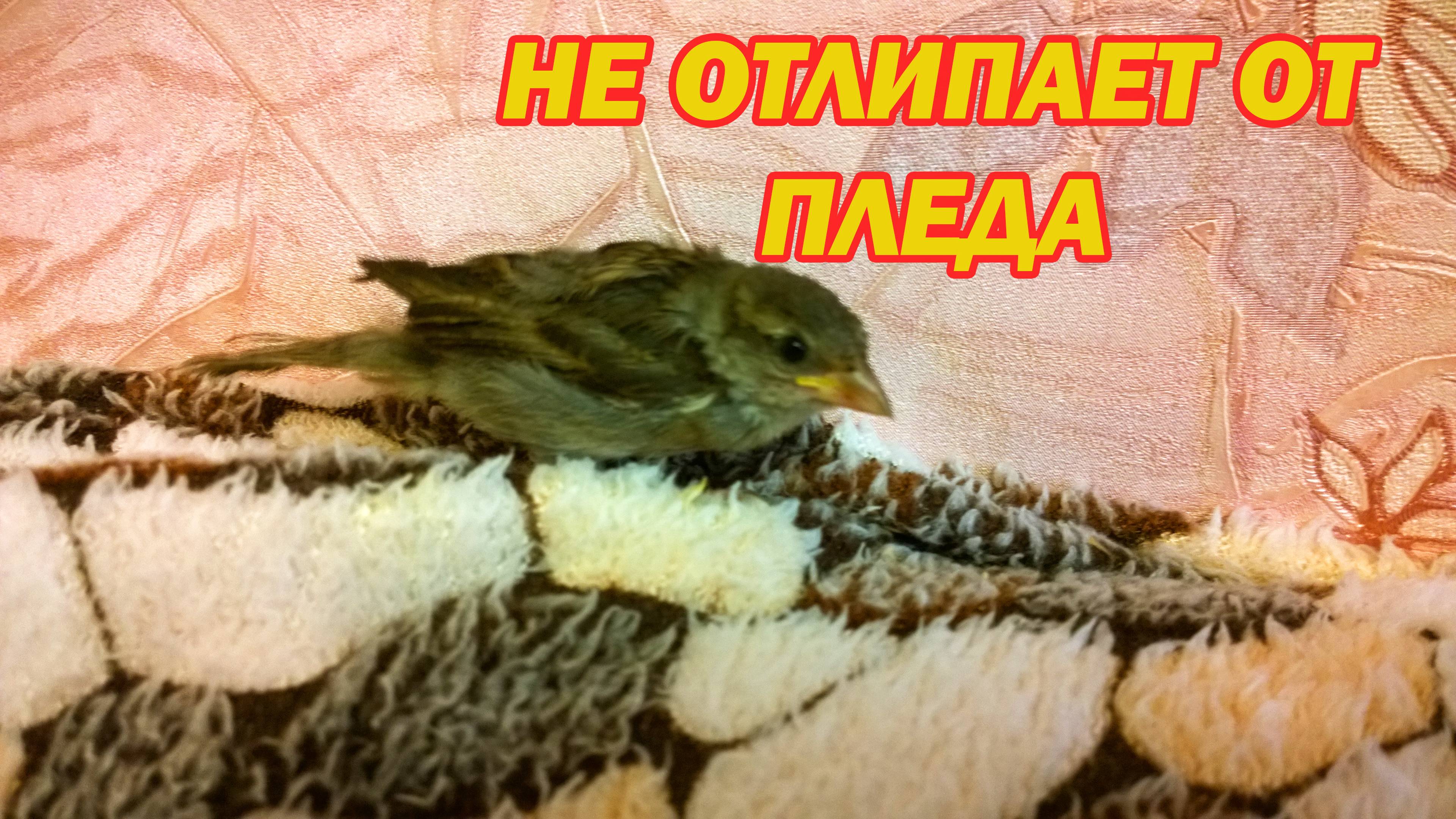 Птенец воробья не отлипает от пледа, вновь летит к нему!)))
