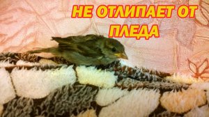Птенец воробья не отлипает от пледа, вновь летит к нему!)))