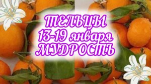 ТЕЛЬЦЫ. Неделя 13 - 19 января. Мудрость.