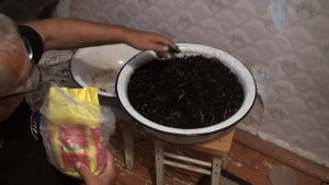 Черви дендробена Венета (европейский выползок). Год разведения в домашних условиях.....