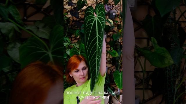 Зимний сад 2025