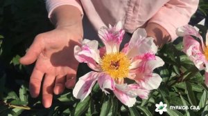 Raspberry splash peony  Распберри сплэш пион. Пулков сад (2022 г)