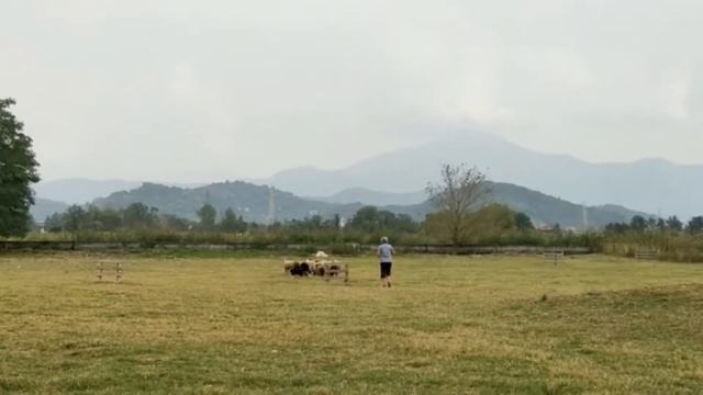 Baciron Paprika sheepdog training ❤ смотреть онлайн
