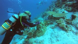 ПОДВОДНЫЙ МИР МАЛЬДИВОВ МААФУШИ
UNDERWATER WORLD MALDIVES