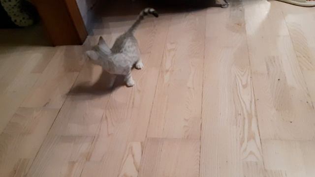 кошка прирождённая охотница на бантик смотреть онлайн