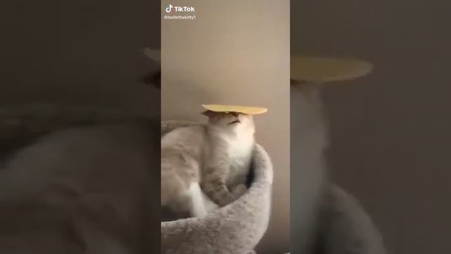 Tortilla cat