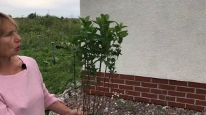 Гортензия ОКС 4-6 веток после посадки в горшки.