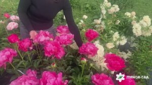 Недорогие сорта цикламенового цвета, фуксии: Cytherea peony, Paula Fay peony, Ellen Cowley peony.